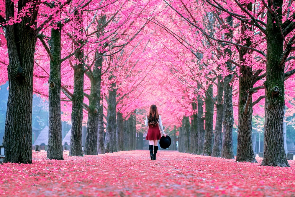 A solo woman backpacking SOuth Korea walking down a lane of cherry blossoms