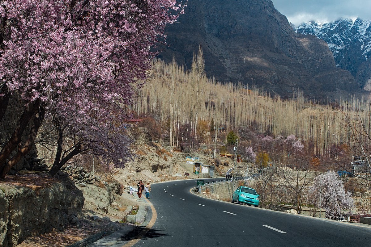 cherry blossom trees in pakistan
