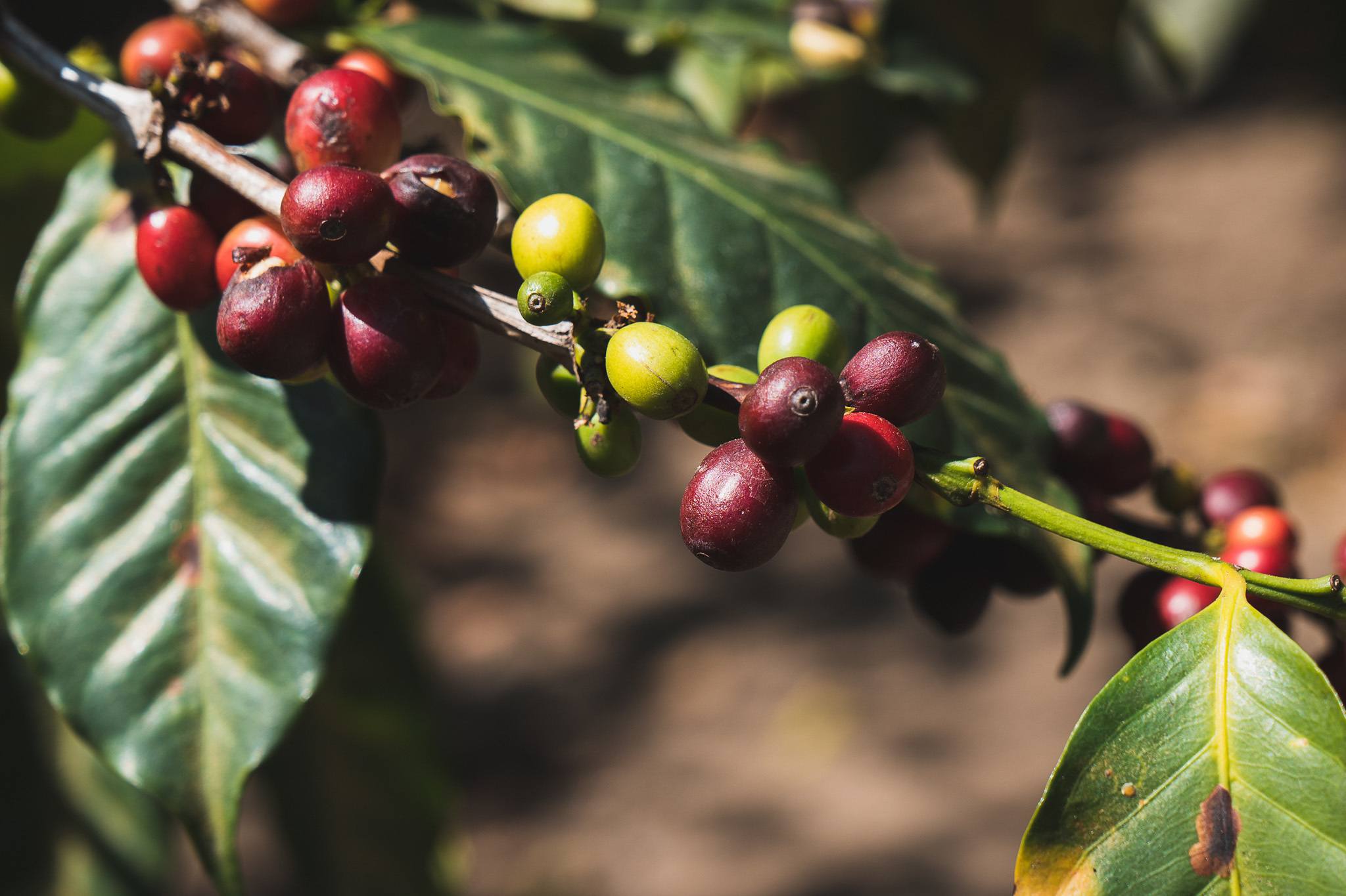 coffee in Guatemala