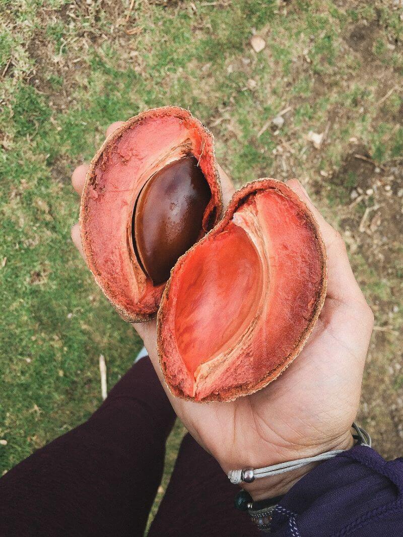 unique Guatemala foods: sapote fruit