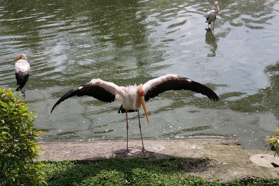 Kuala Lumpur Bird Park