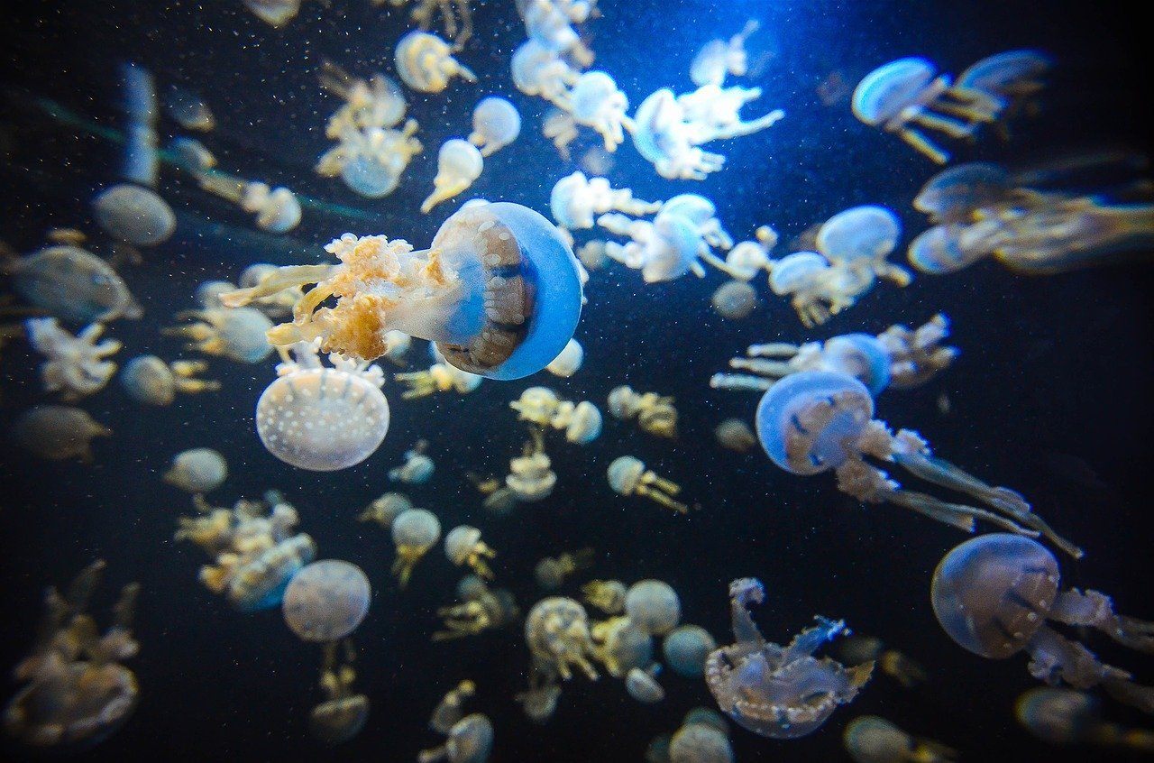 Marine Life Park