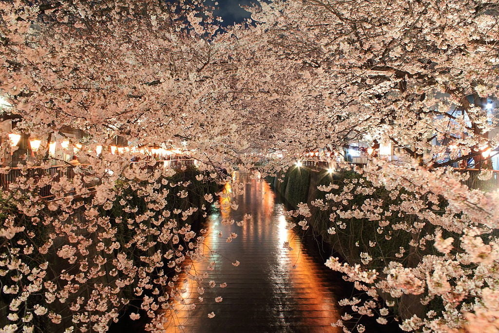 Meguro - The Best Place to Stay in Tokyo for Cherry Blossoms