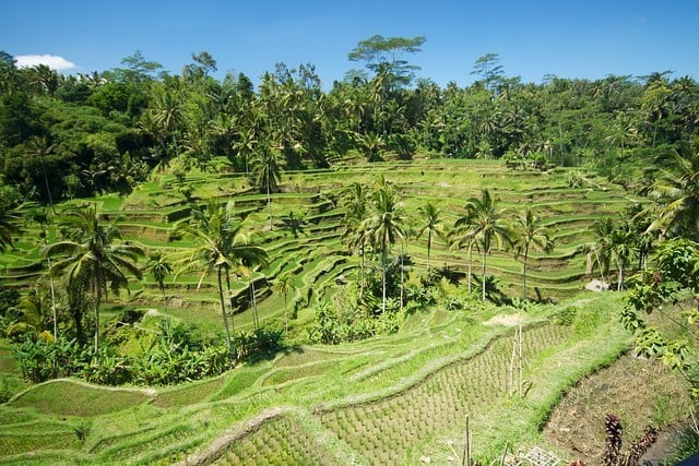 Pakudui in bali