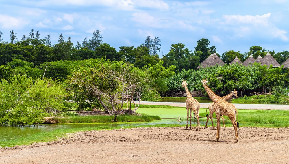 Safari World