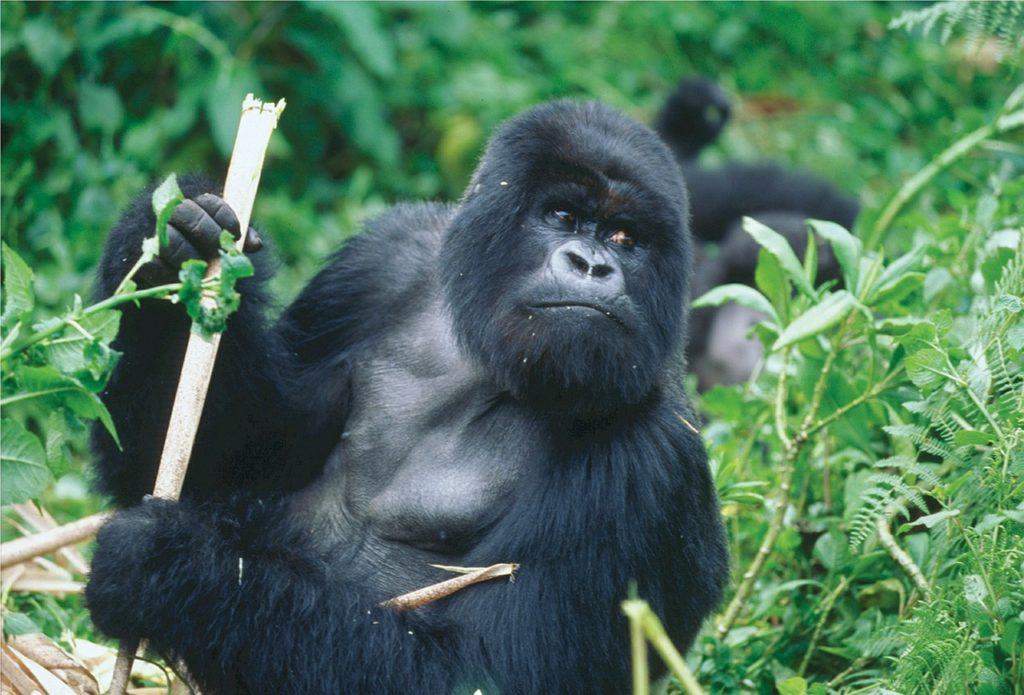 A silverback gorilla on a gorilla trek safari Rwanda