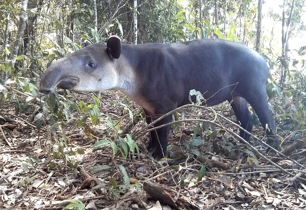 Night Walk Through the Tapir Valley