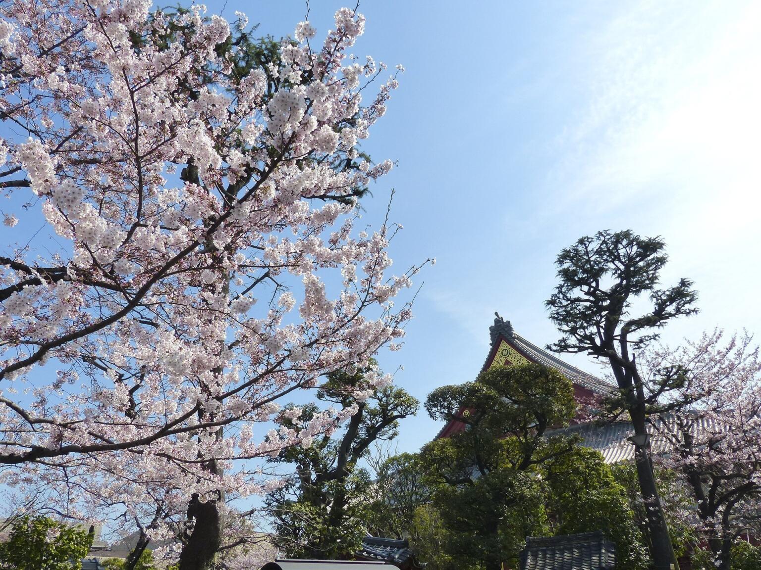 Cherry blossom Tokyo