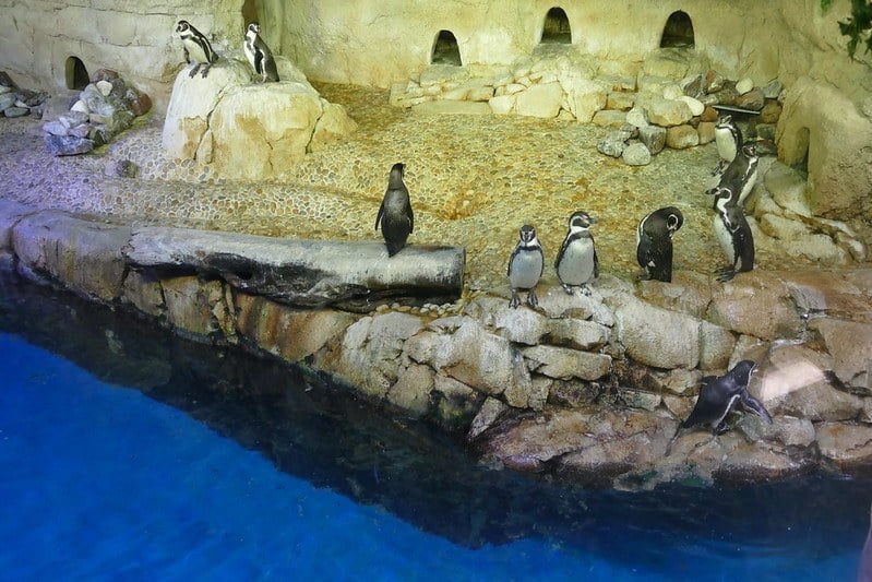 Dubai Aquarium & Underwater Zoo