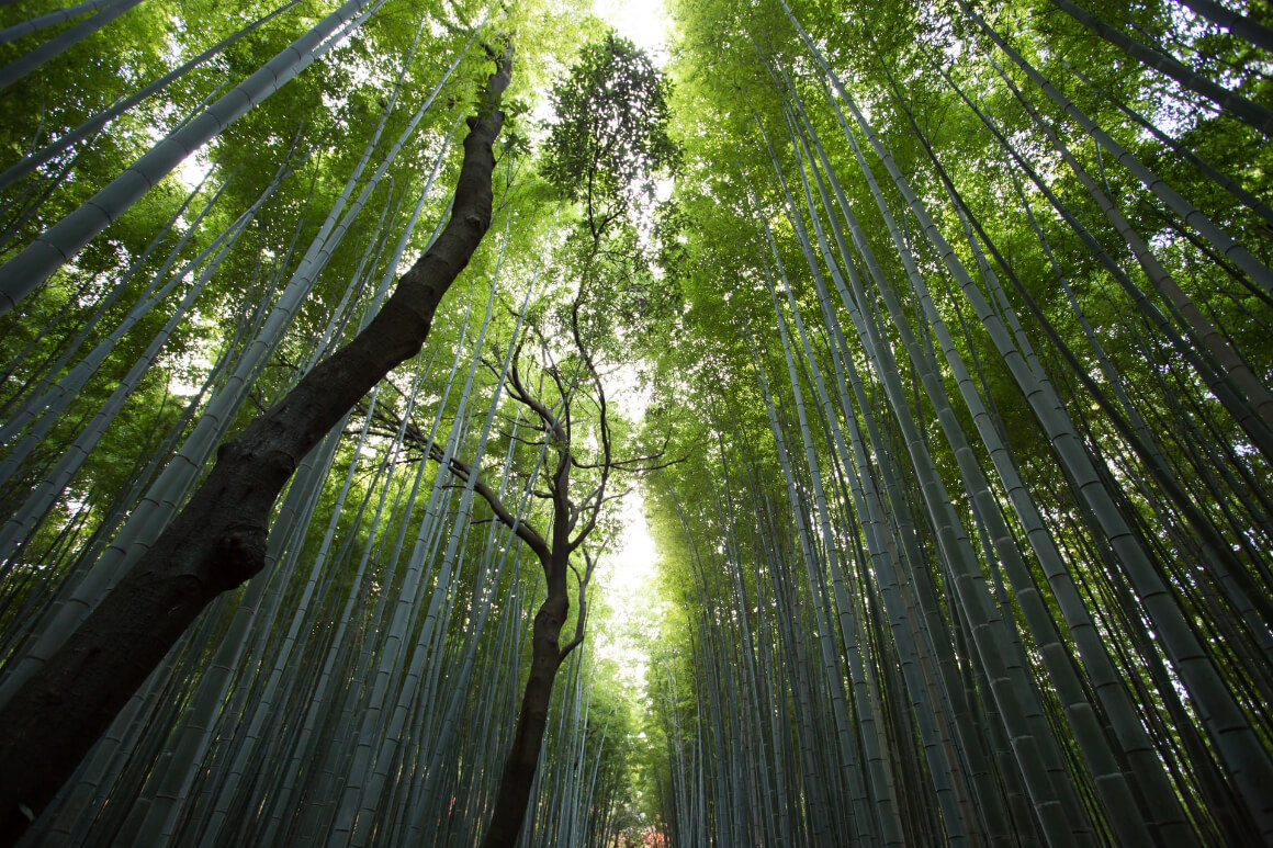 Bamboo Kyoto Japan