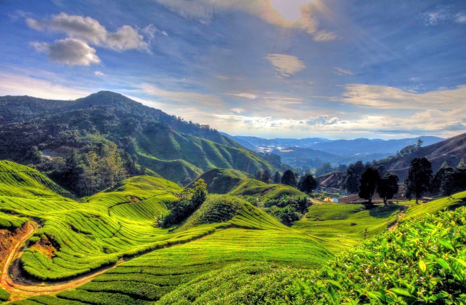 Cameron Highlands Private Full Day Tour