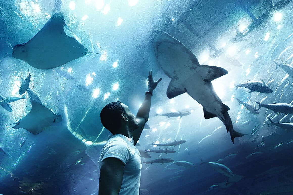 Dubai Aquarium and Underwater Zoo