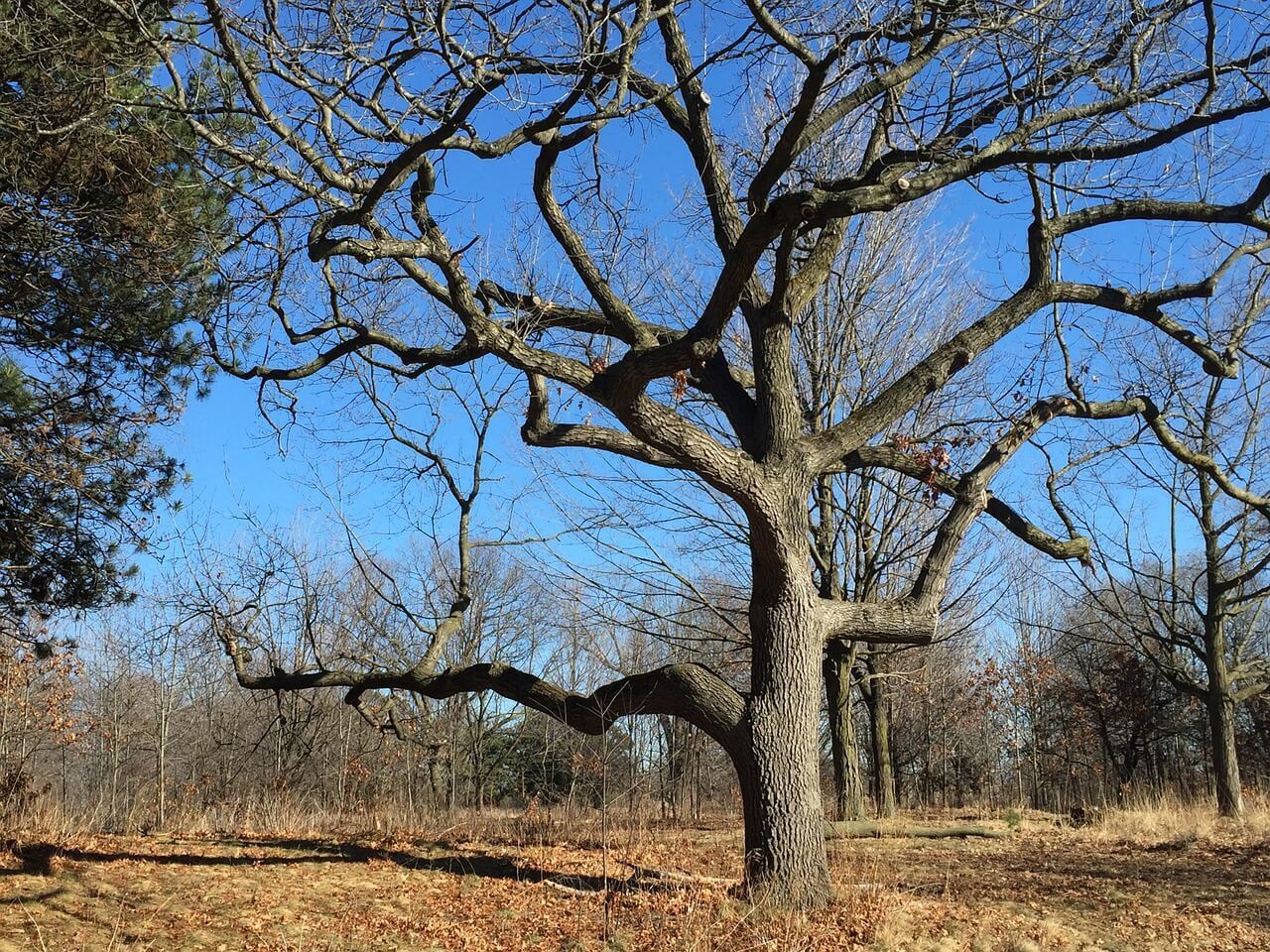 Hike through High Park