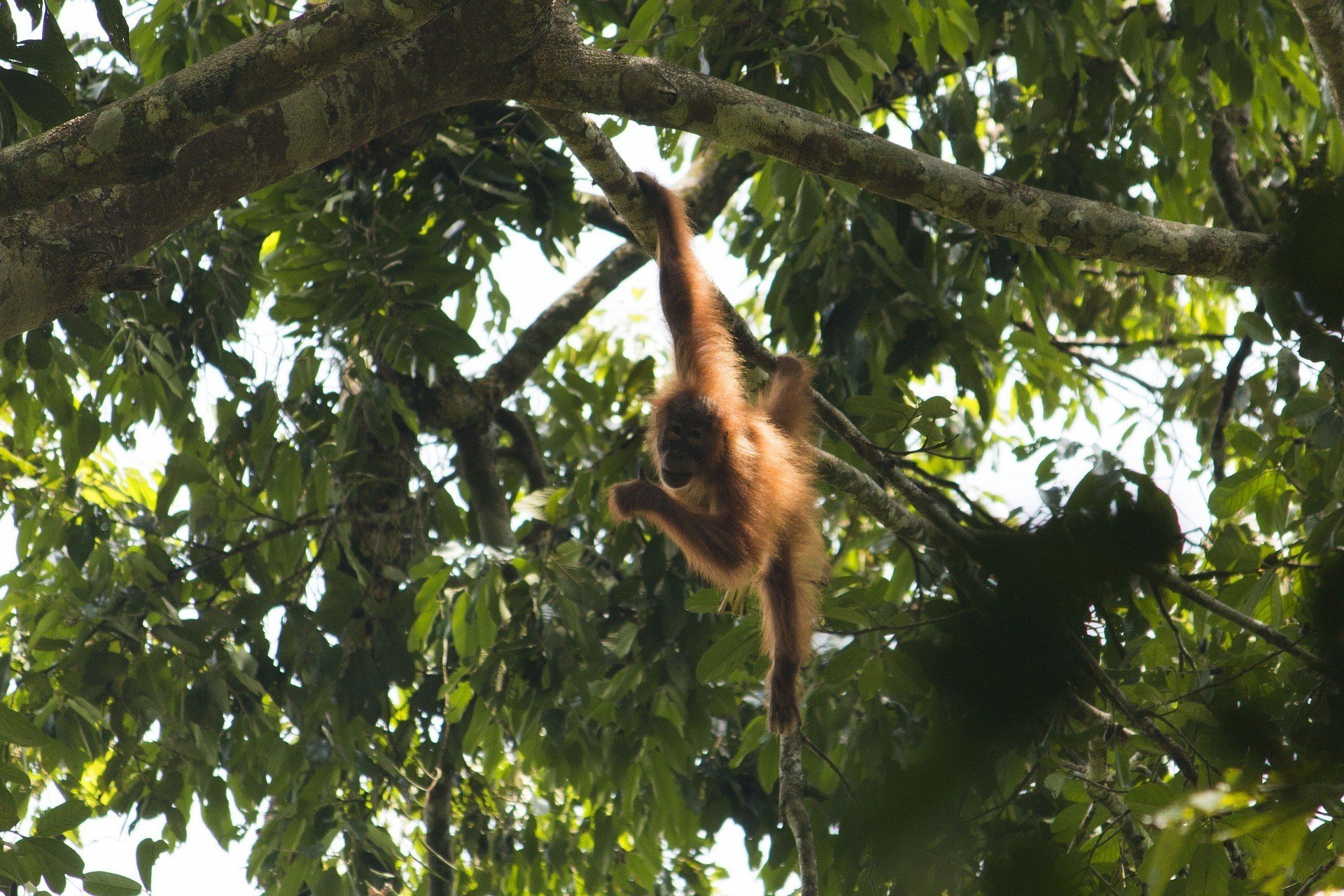 Orangutan in a forest eco-sanctuary in Malaysia