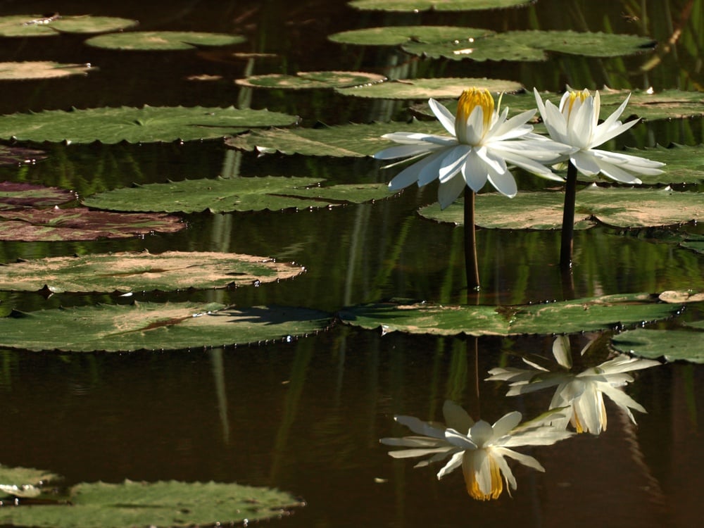 Kenilworth Park and Aquatic Gardens Washington