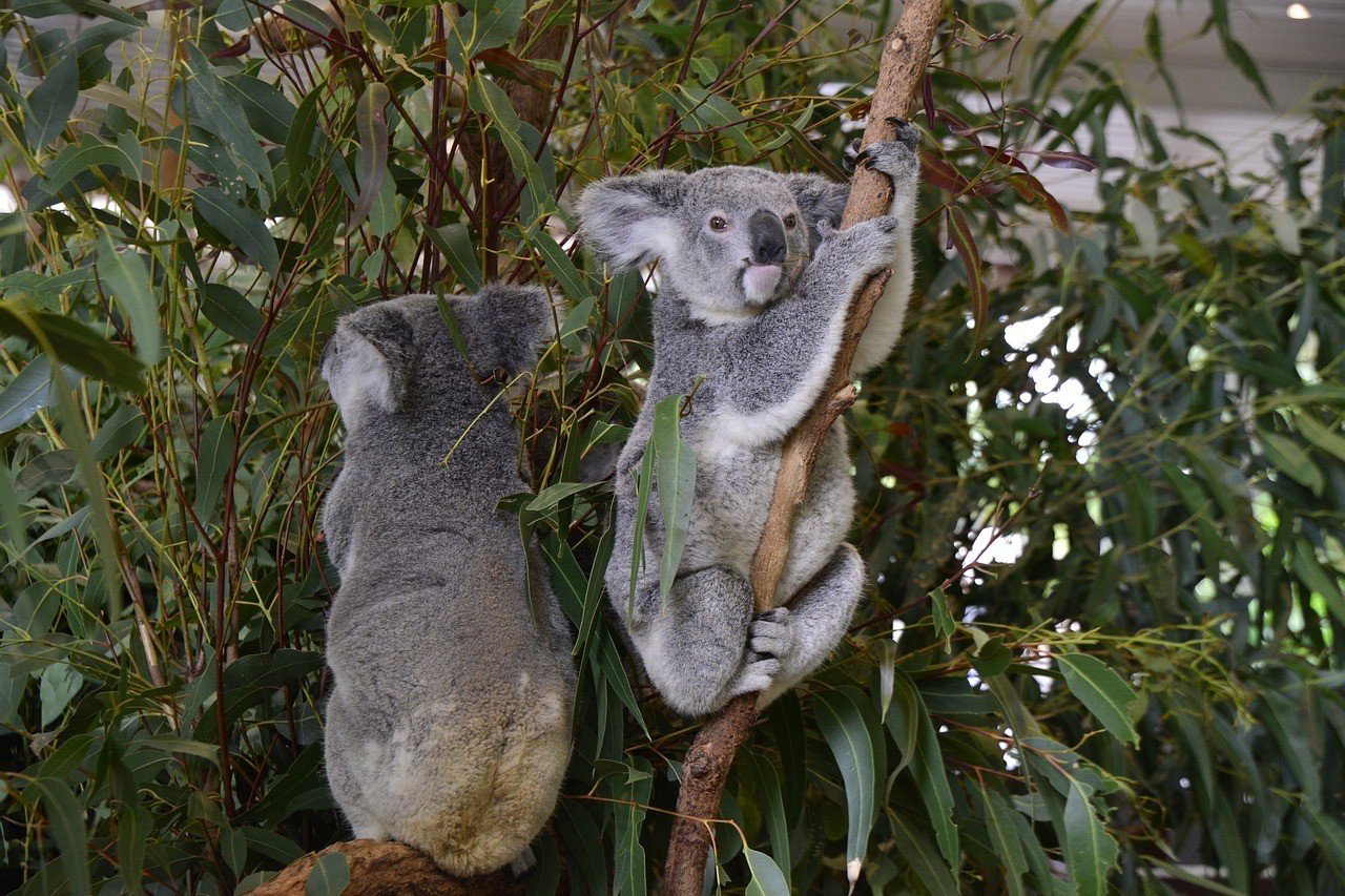 Лоун Пайн коала. Коала в Австралии. Коала на эвкалипте. Сумчатый медведь коала Австралия. Тип развития коалы