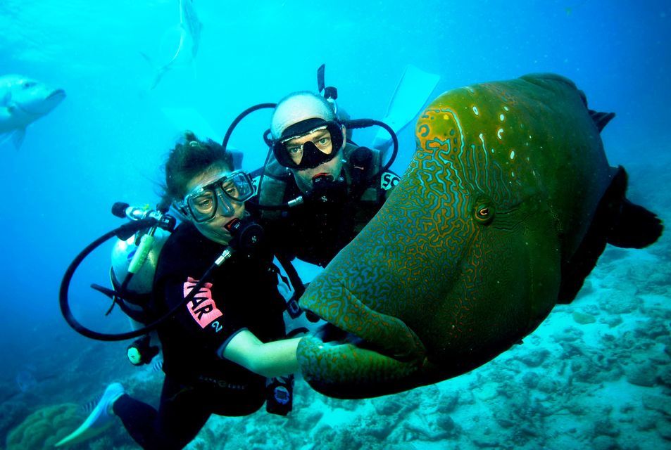 Scuba divers in New Zealand approach a fish. The fish is in the foreground of the image. 