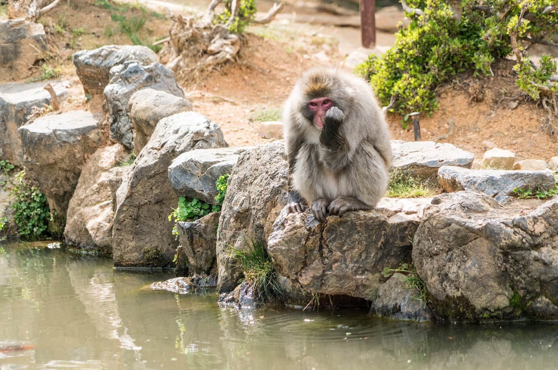 Monkey Park Iwatayama, Kyoto