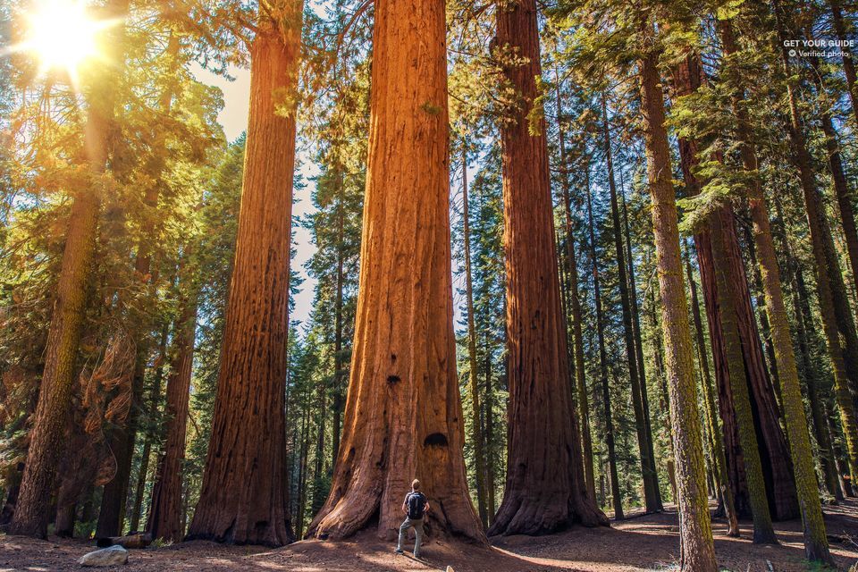 Muir Woods Tour of California Coastal Redwoods