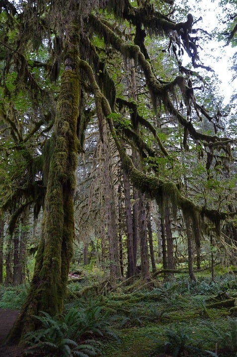 Olympic Peninsula - an awesome hiking place in the USA