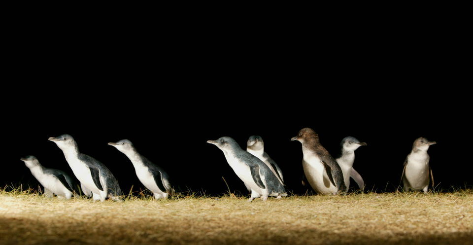 Penguins and Wildlife Tour on Phillip Island