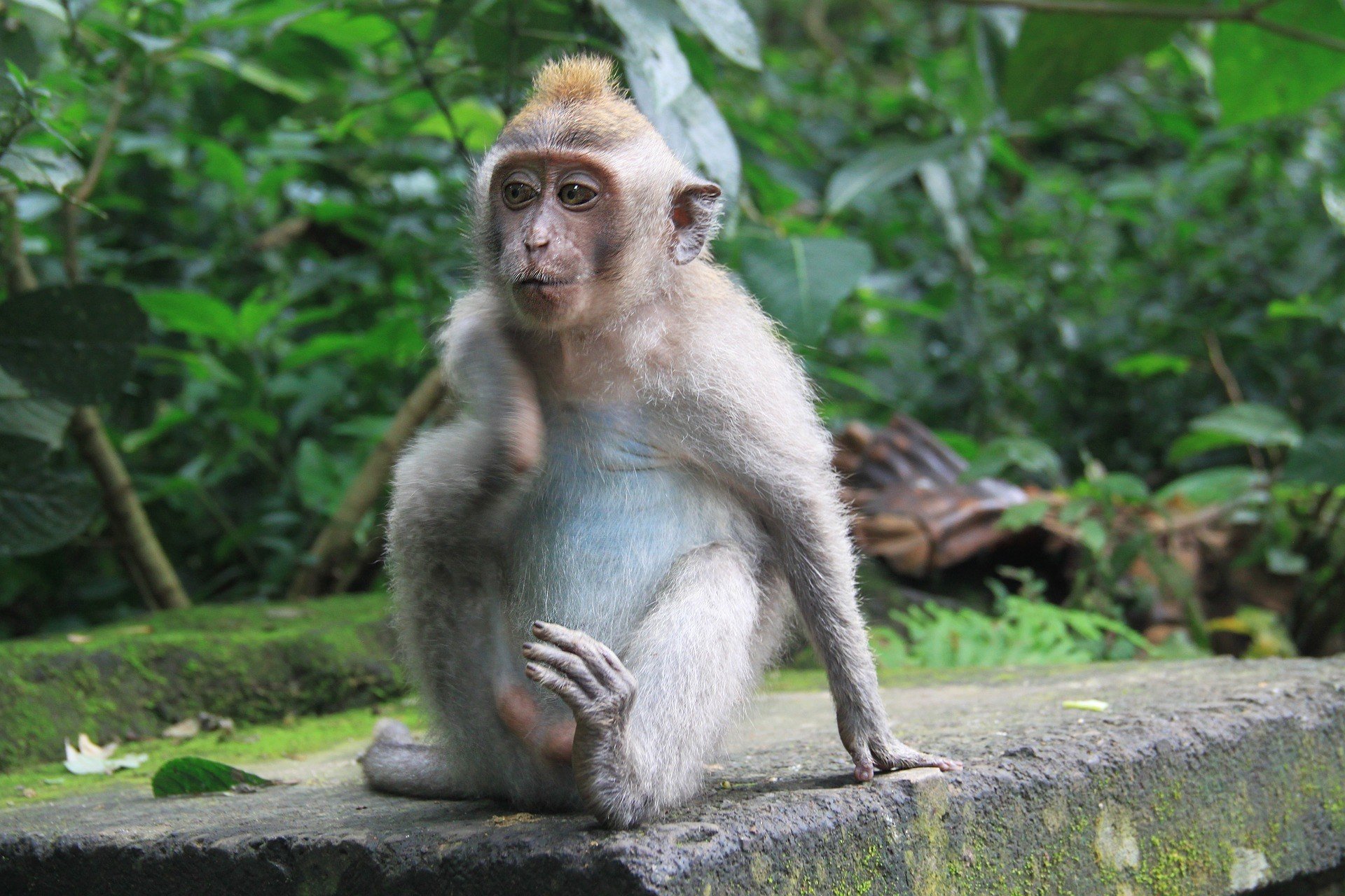 Sacred Monkey Forest Sanctuary