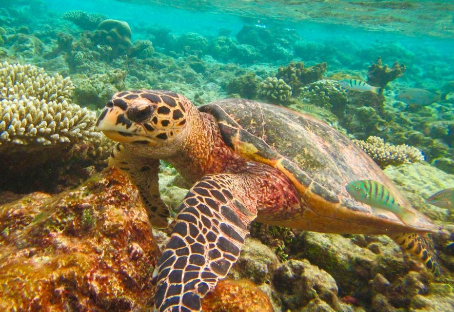 Similan Islands Early Bird Day Trip from Phuket Khaolak