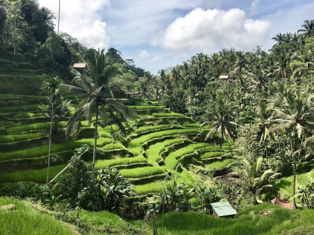 Tegallalang Rice Terraces