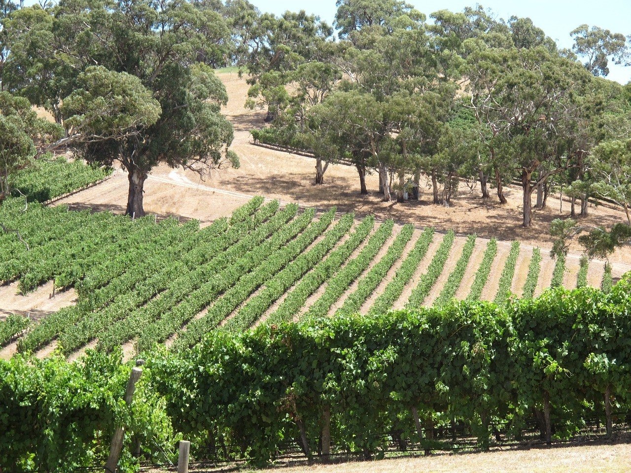 The Wineries of Adelaide Hills