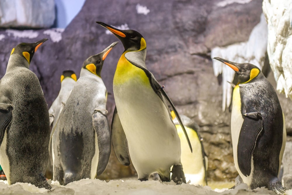 Penguin exhibit at Osaka Aquarium Kaiyukan