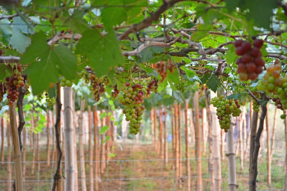 La Union Grape Farm