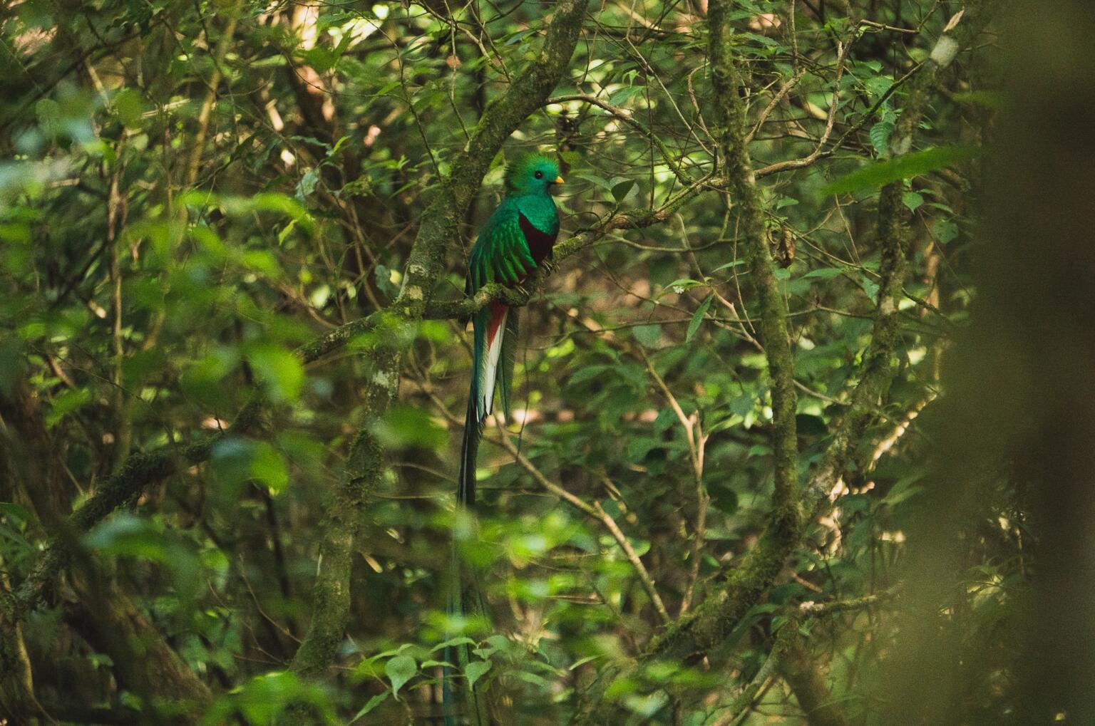 birdwatching in Guatemala is one of the best things to do