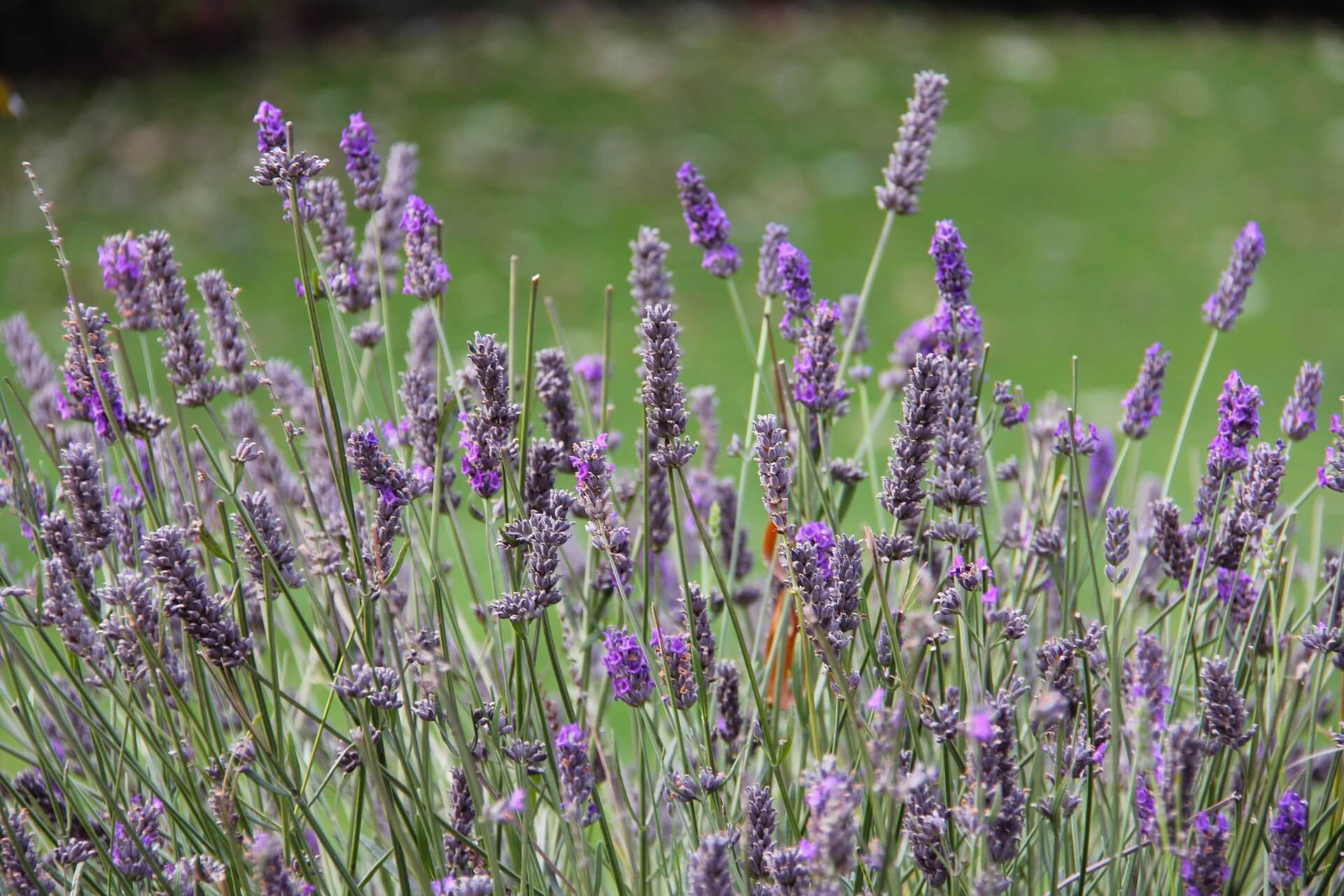 Ali'i Kula Lavender Farm, Hawaii