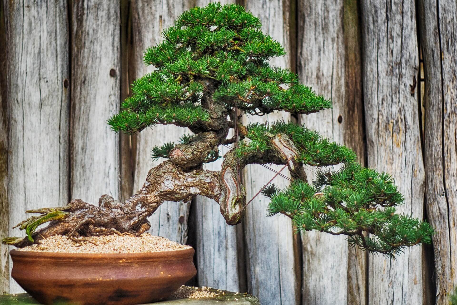 Fuku Bonsai Cultural Center, Hawaii