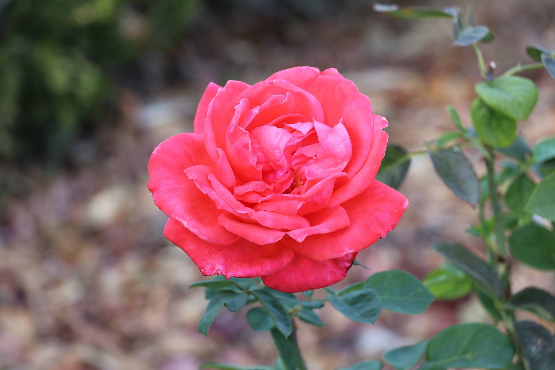 Jardim Botanico Tropical, Lisbon