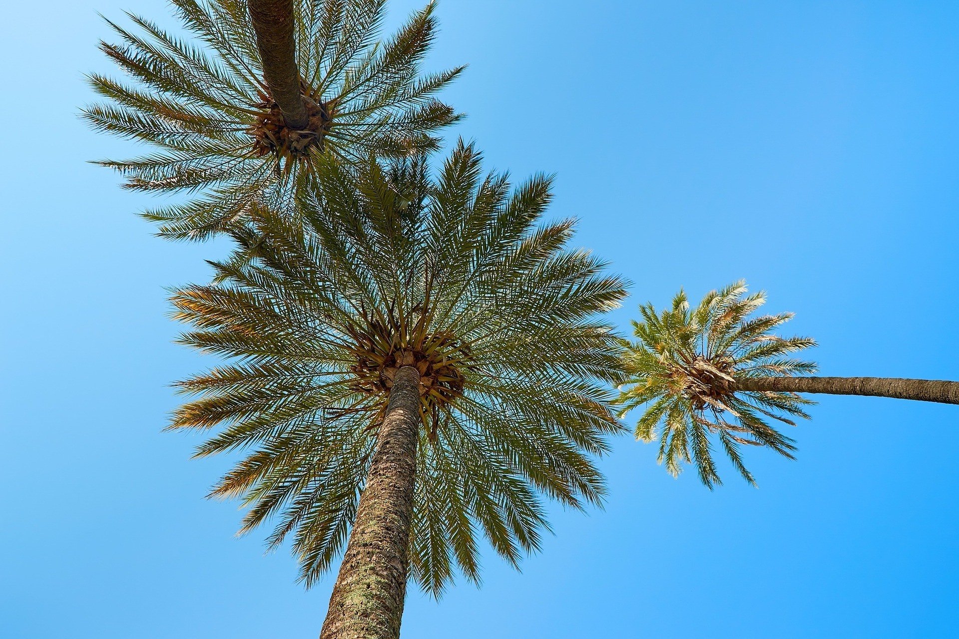 coconut trees seen in Kadavu while staying in Fiji