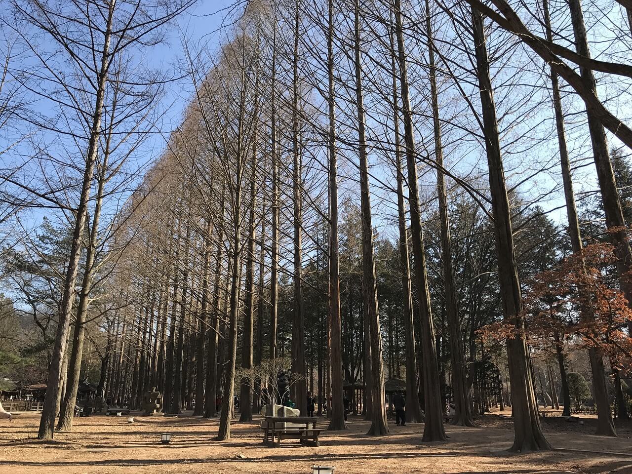 Trees on Nami Island