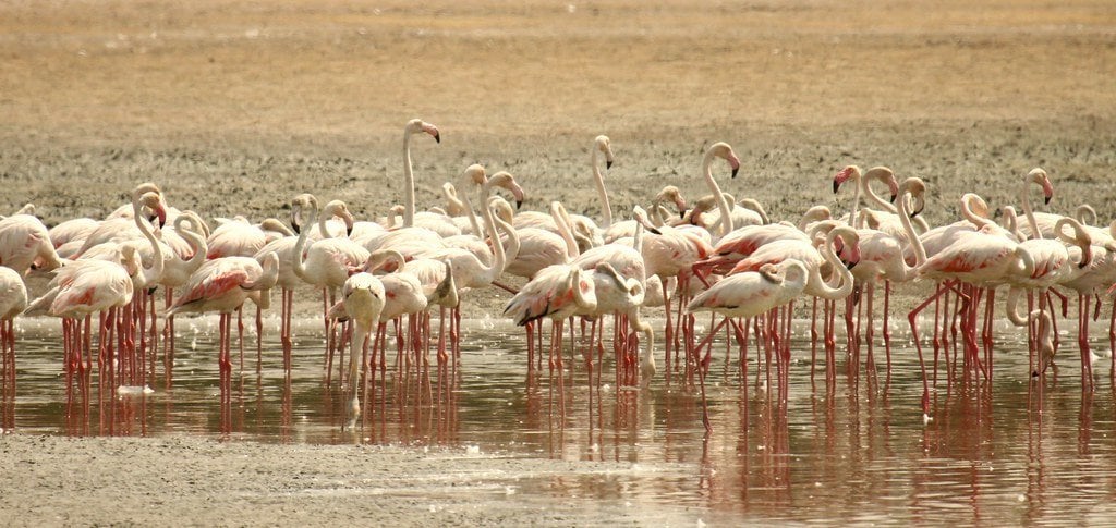 Ras al Khor Bird Sanctuary, Dubai