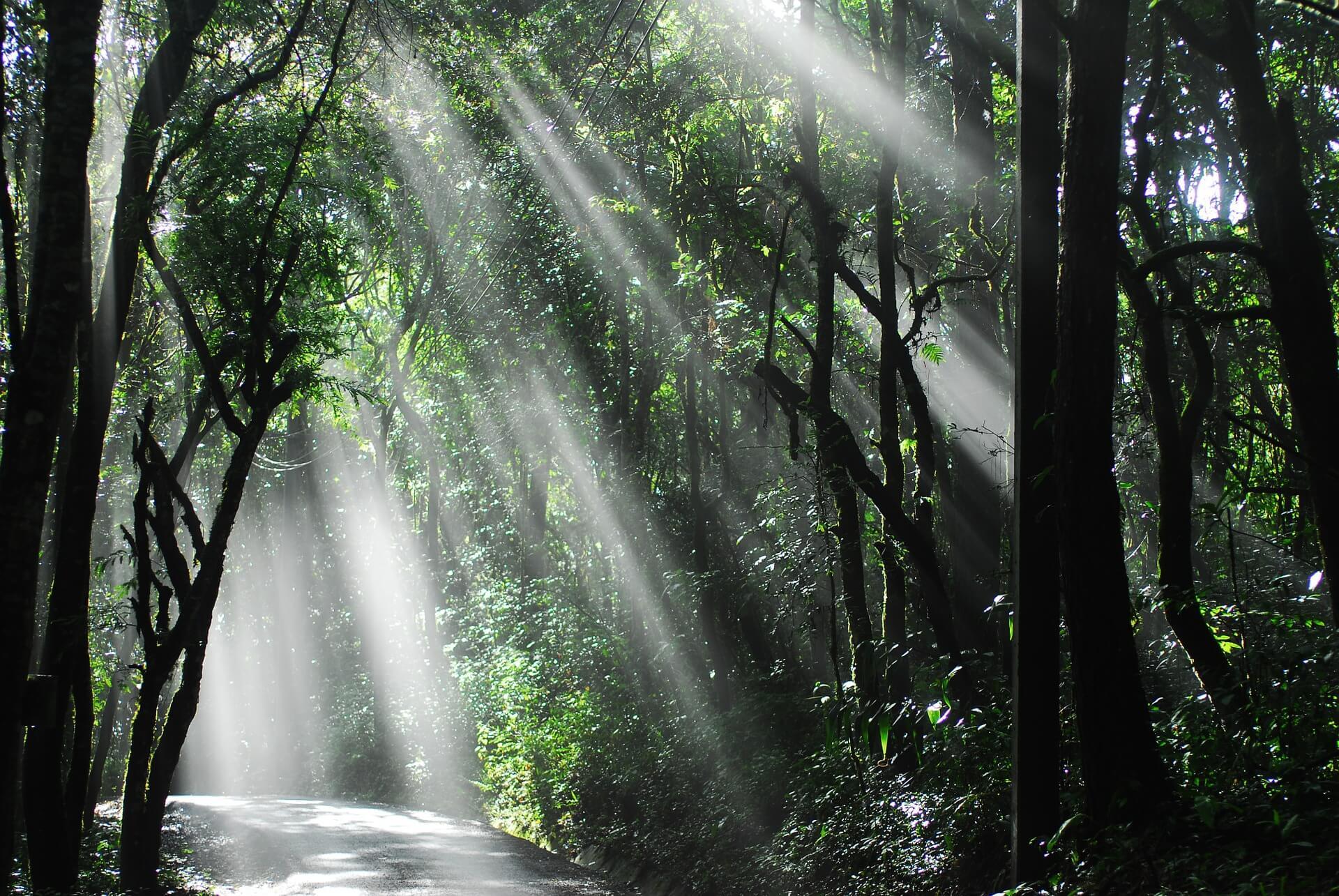 Thung Teao Forest Natural Park, Krabi