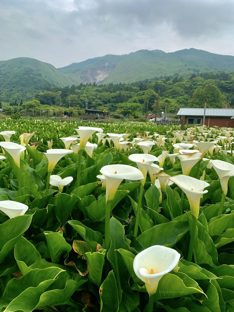 Yangmingshan National Park Taipei