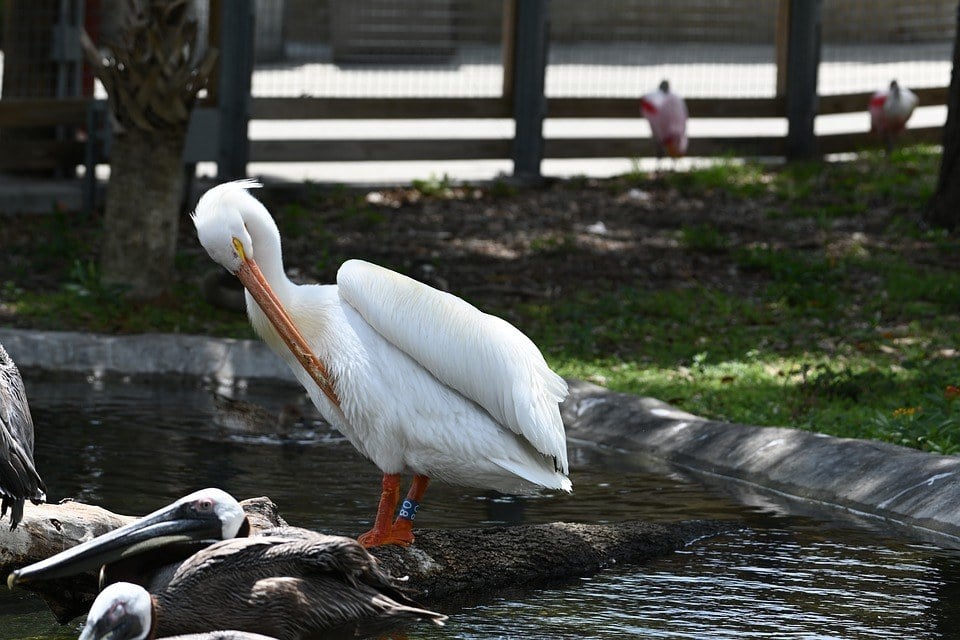 Zoo Miami