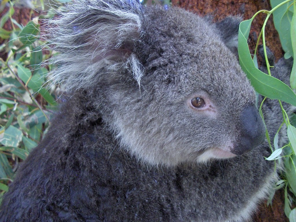 flickr-itinerary-perth-koala