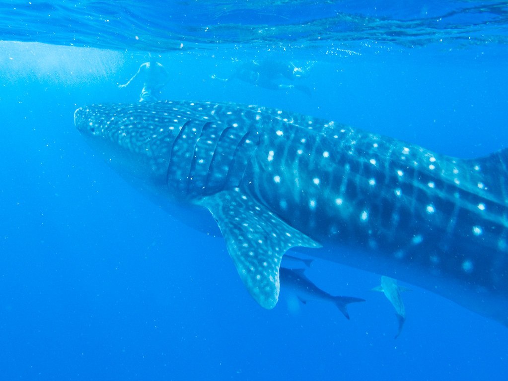 flickr-itinerary-perth-whaleshark