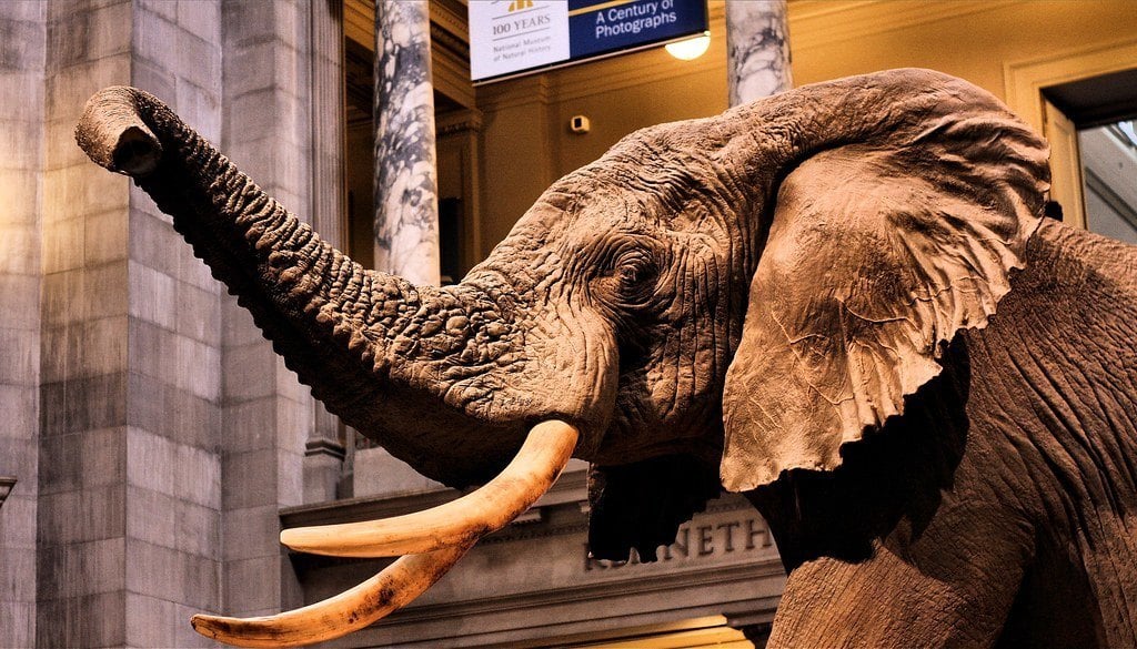 flickr-washingtondc-elephant