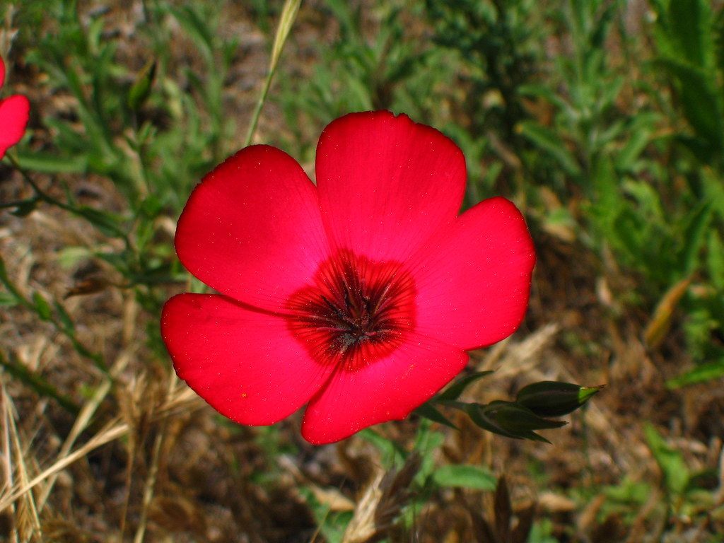 flower, los angeles