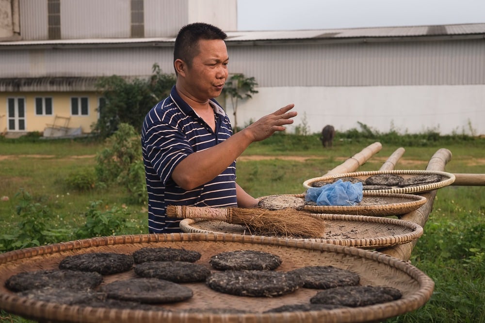 volunteering in vietnam tea plantation