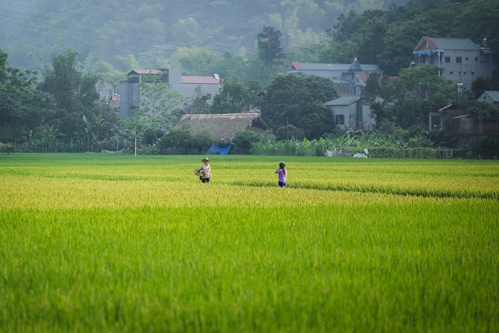 vietnamese rice paddy and villagers