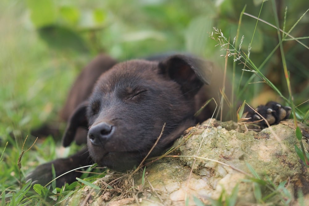 volunteering in vietnam with puppies