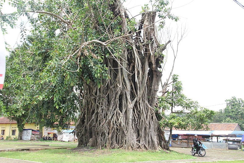 Beringin Trees