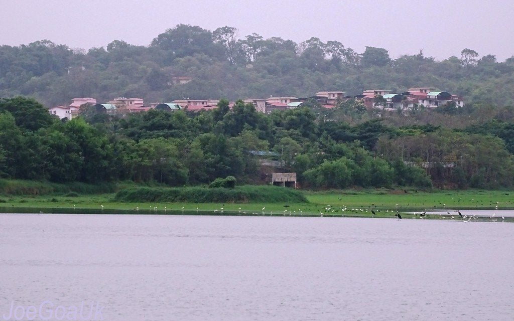 Carambolim Lake, Goa